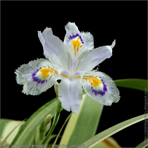 Fringed Iris (Iris japonica)  iNaturalist