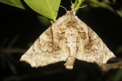 Olceclostera maya
