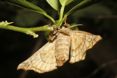 Olceclostera maya
