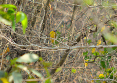 Rubigula flaviventris