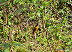 Rubigula flaviventris