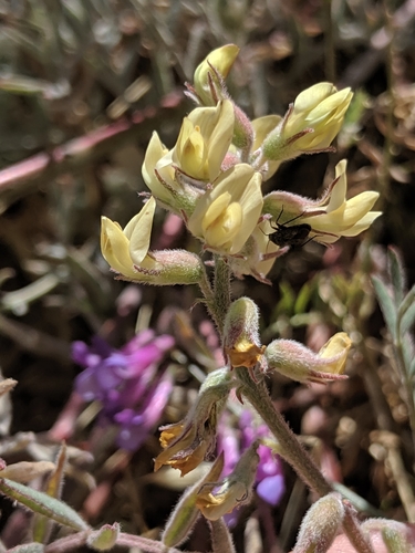 Image of Astragalus macrodon by no rights reserved