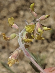 Astragalus macrodon