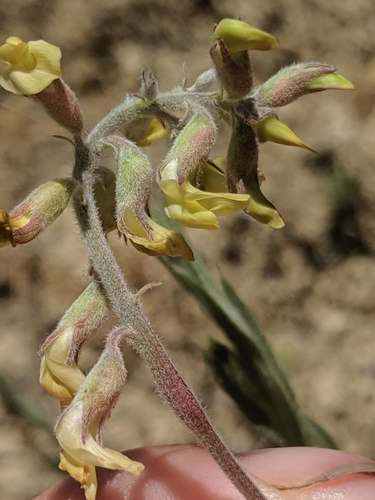 Image of Astragalus macrodon by no rights reserved