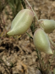 Astragalus macrodon