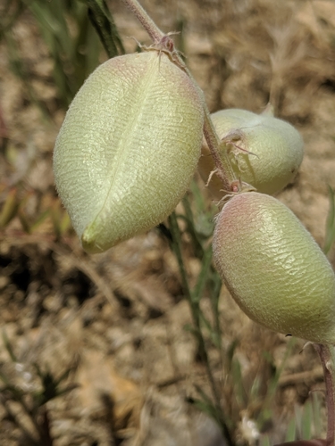 Image of Astragalus macrodon by no rights reserved