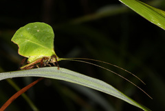 Typophyllum mortuifolium