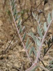 Astragalus macrodon