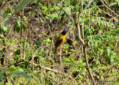 Rubigula flaviventris