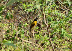 Rubigula flaviventris