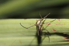Psorophora cyanescens
