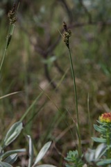 Carex norvegica
