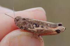 Stenobothrus festivus