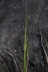 Carex norvegica