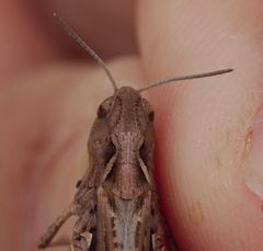 Stenobothrus festivus