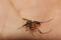 Psorophora cyanescens