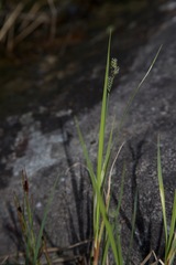 Carex norvegica