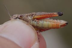 Stenobothrus festivus