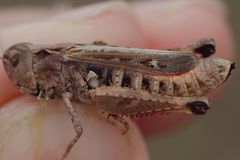 Stenobothrus festivus