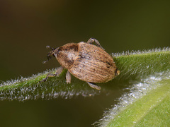 Sibinia pellucens
