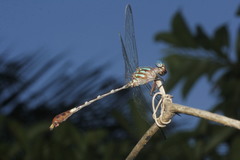 Erpetogomphus constrictor