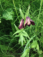 Fritillaria camschatcensis