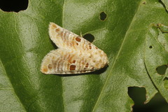 Diastema tigris