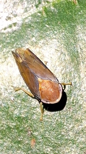 Microtartessus idyia observed 2024-07-21