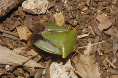Edessa olivacea