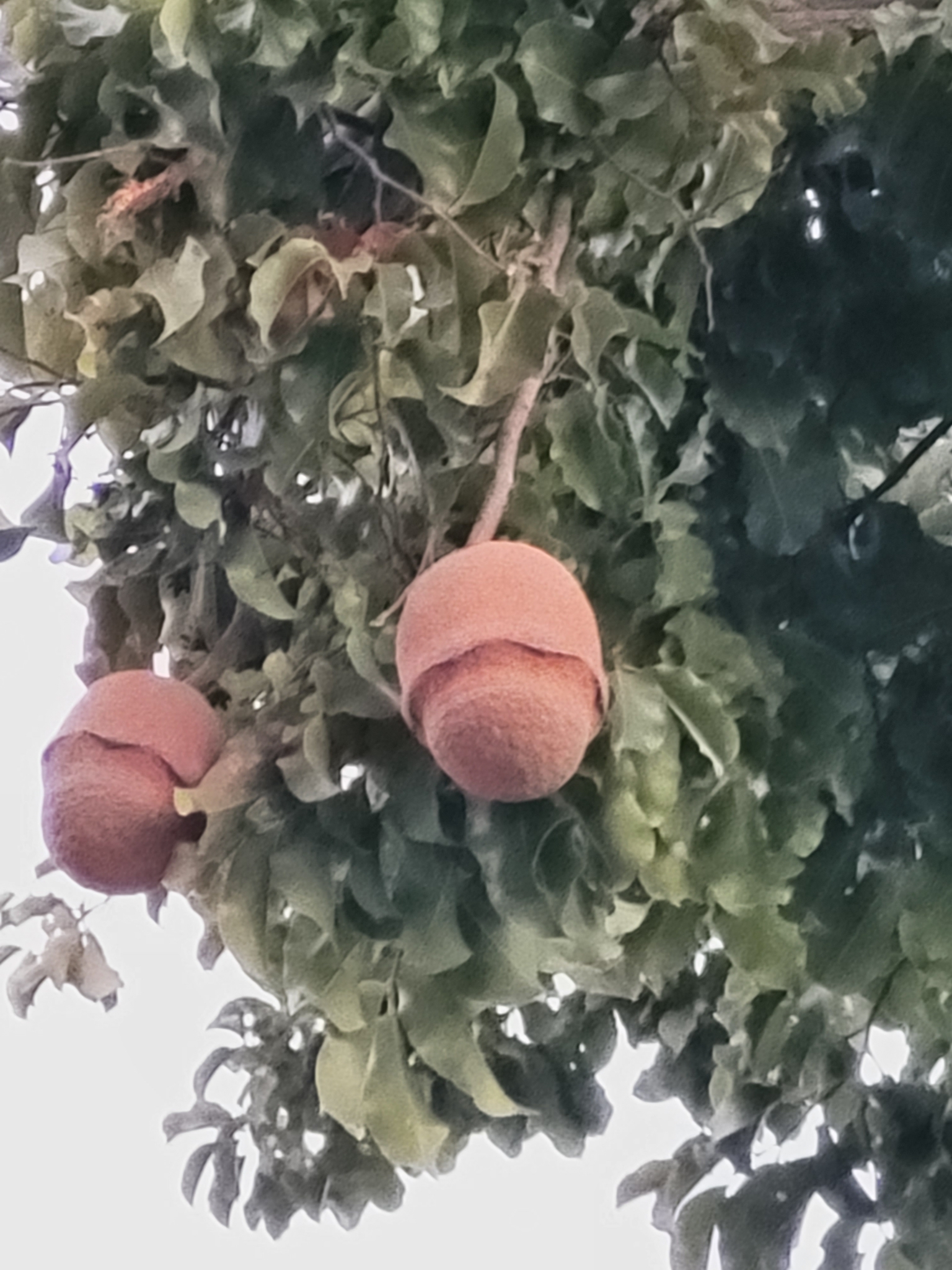 Imagem de Sapucaia