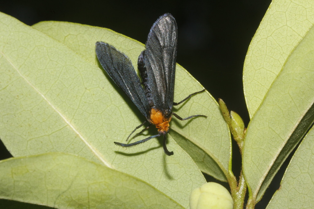 Neoilliberis fusca