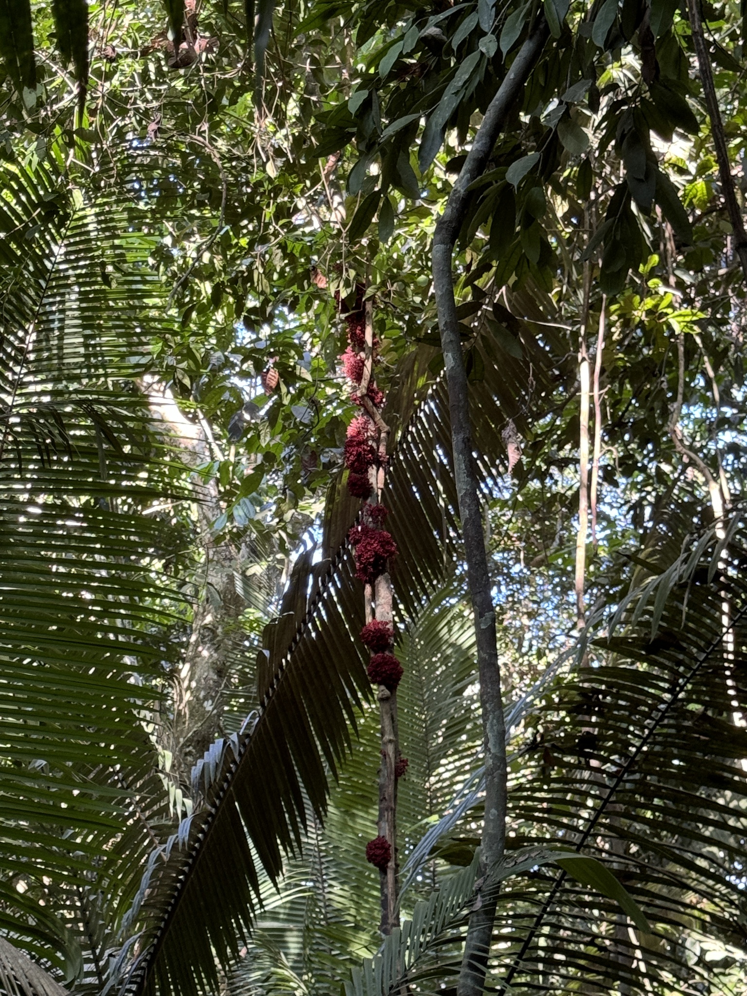 Imagem de Cacauí