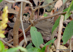 Pellorneum ruficeps