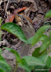 Pellorneum ruficeps