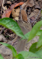 Pellorneum ruficeps