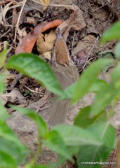 Pellorneum ruficeps