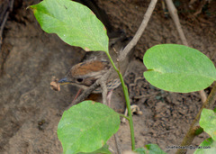 Pellorneum ruficeps