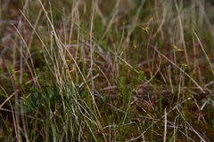 Carex pauciflora