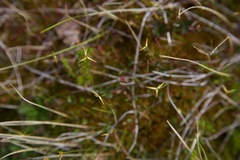 Carex pauciflora