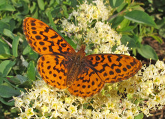 Boloria epithore
