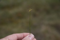 Carex pauciflora