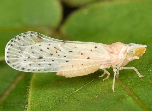 Otiocerus abbotii