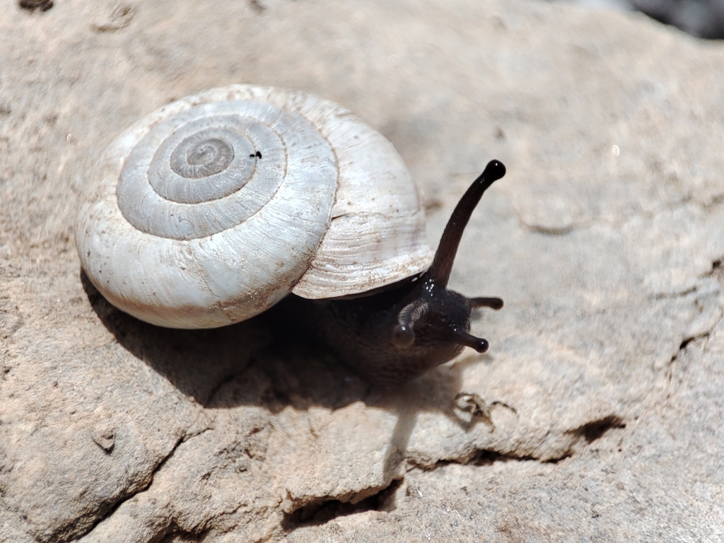 Chilostoma frigidum