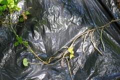 Oxalis suksdorfii