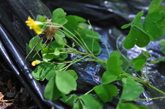 Oxalis suksdorfii