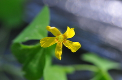 Oxalis suksdorfii