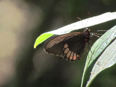 Parides erithalion trichopus