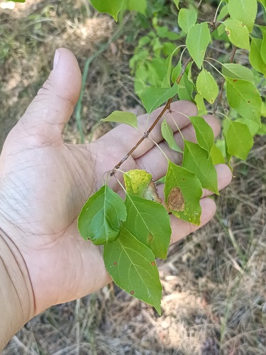 Malus baccata