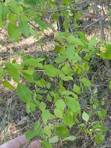 Malus baccata
