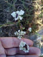 Trichodes leucopsideus